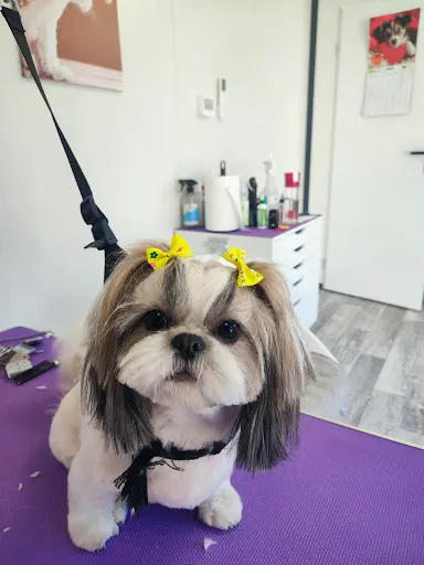 Groomer "Benek" Salon Pielęgnacji Psów i Kotów